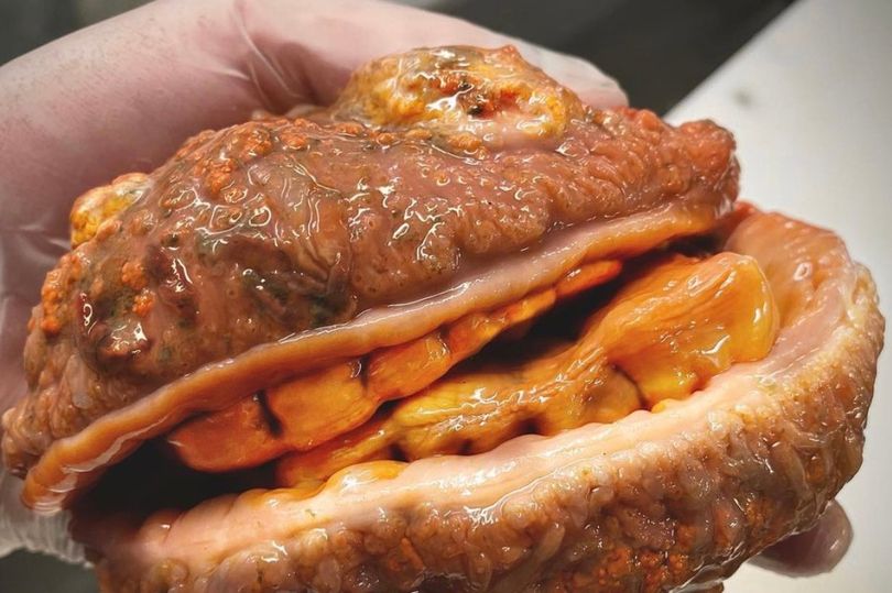 Descoberto peixe que se parece com um 'cheeseburger com dentes'