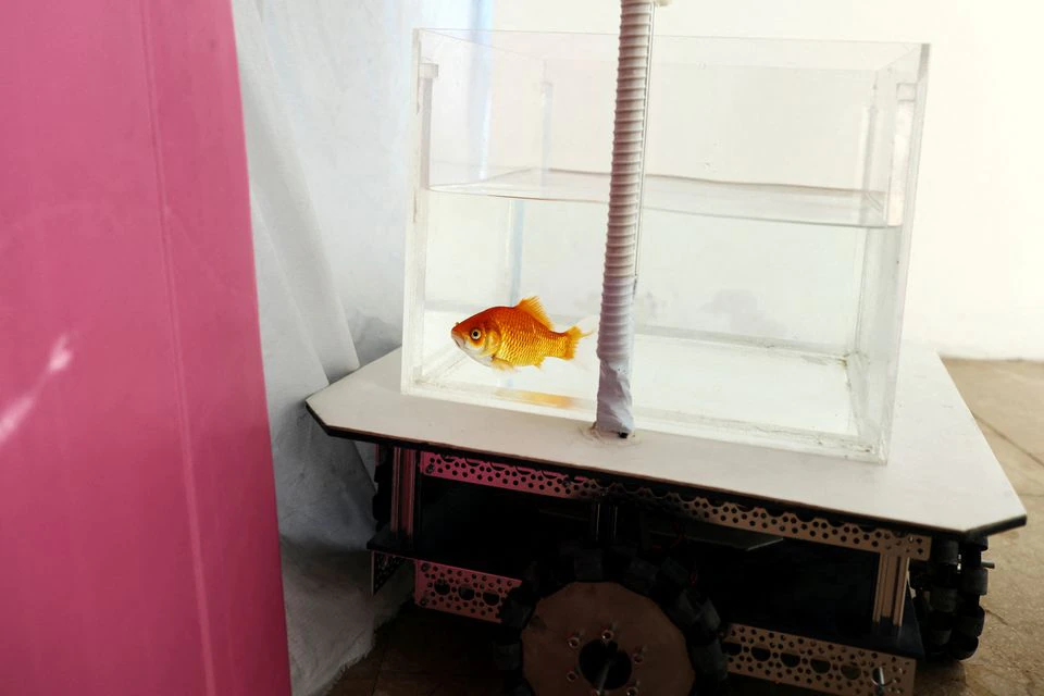  peixinho dourado