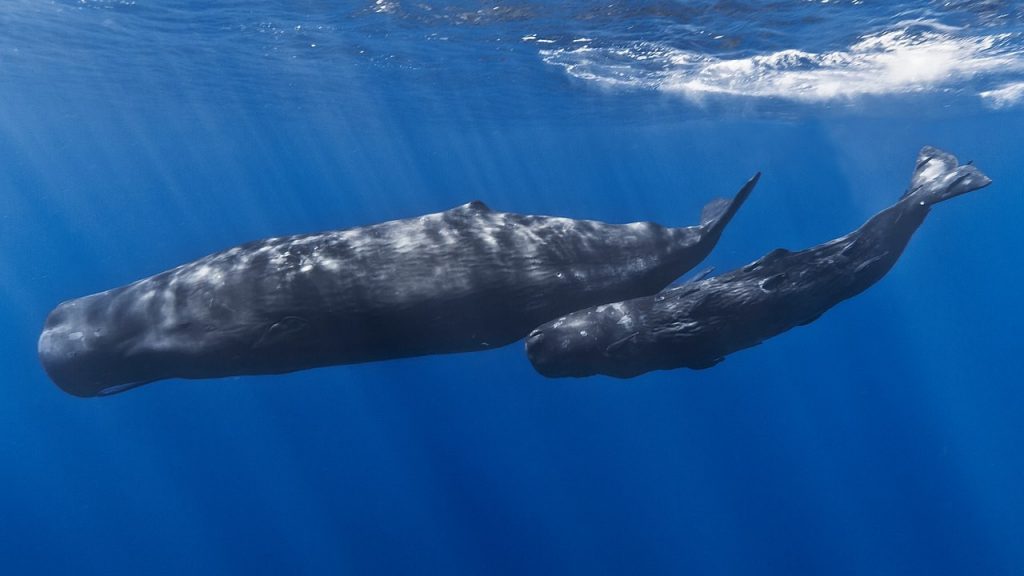 Pescadores vendem vômito de baleia por US $ 1,5 milhão