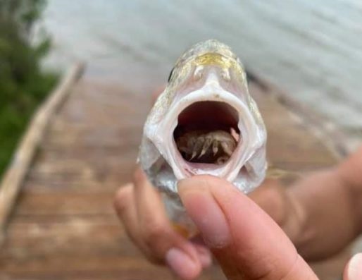 Peixe encontrado com parasita que come a língua e depois se torna a língua
