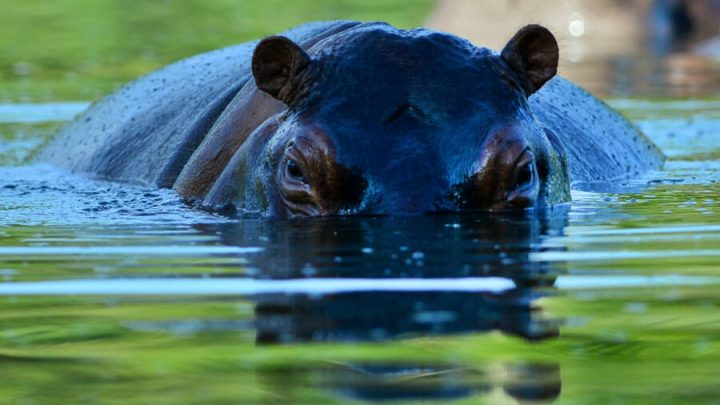 Pablo Escobar, Hipopótamos