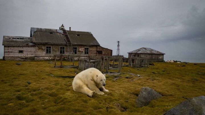 ursos polares
