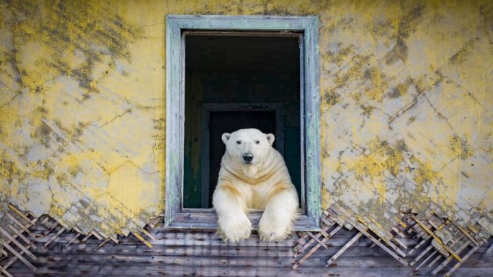 Ursos polares começaram a tomar conta de edifícios soviéticos abandonados
