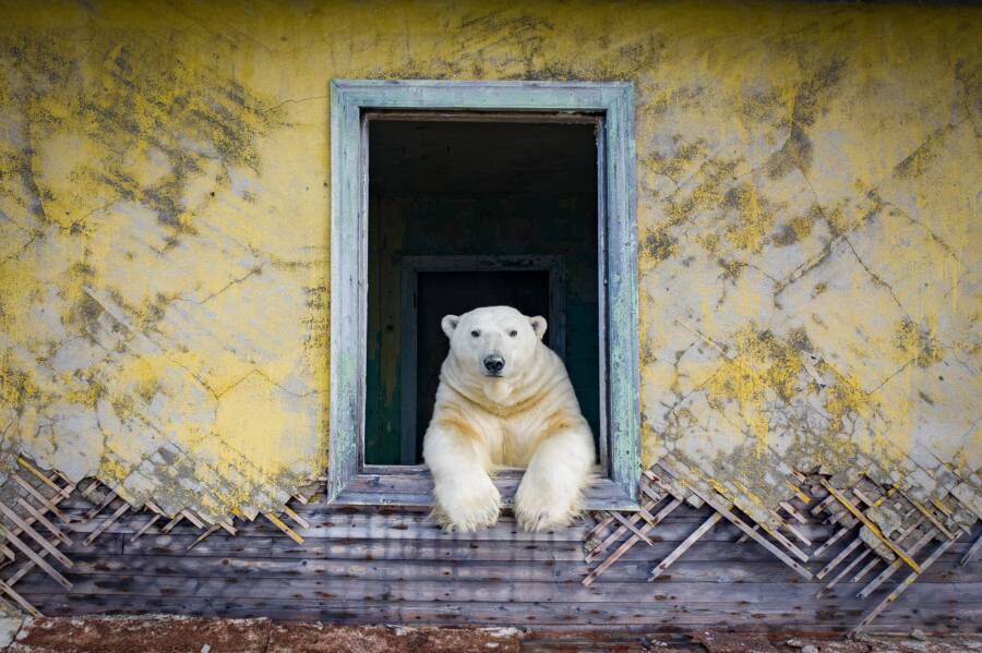 Ursos polares começaram a tomar conta de edifícios soviéticos abandonados