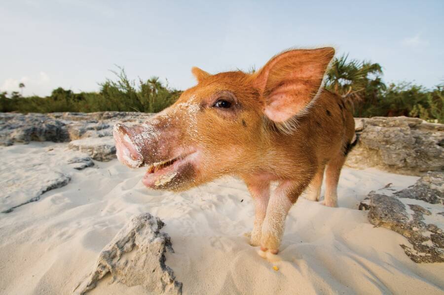 Pig Beach