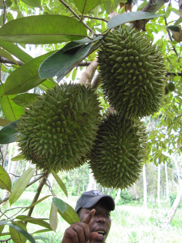 Durian é uma das frutas mais cobiçadas do Sudeste Asiático - e dizem que cheira a meias suadas