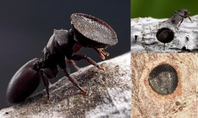 'Formigas de porta' usam suas grandes cabeças chatas como portas para fechar seus ninhos