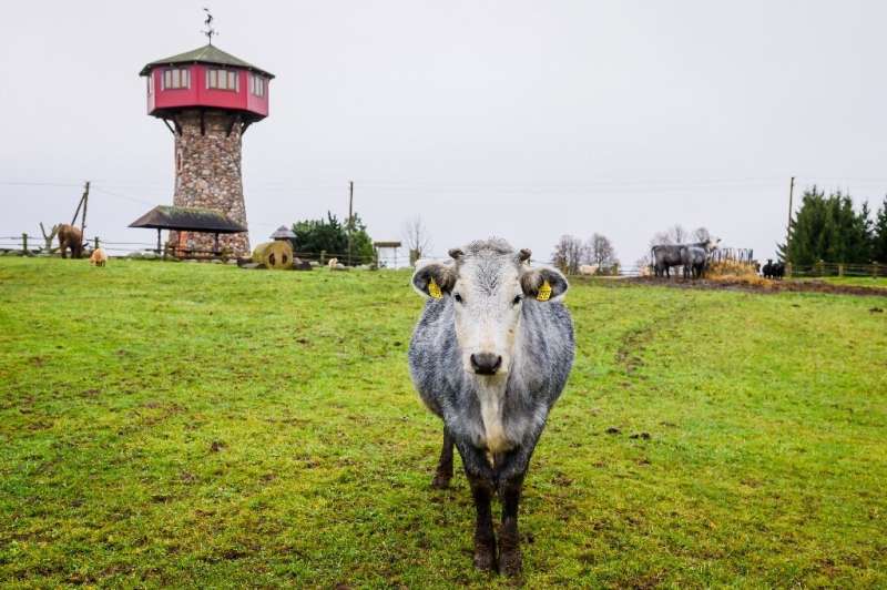 As icônicas vacas azuis da Letônia