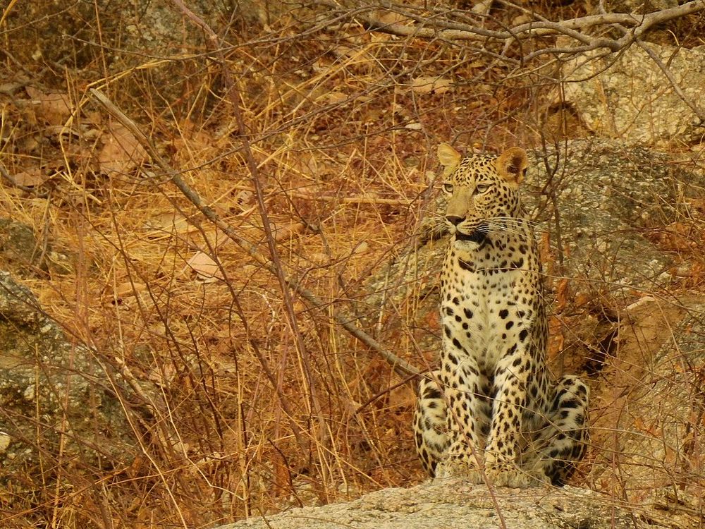 Bera, a aldeia na Índia onde o homem e os leopardos vivem juntos