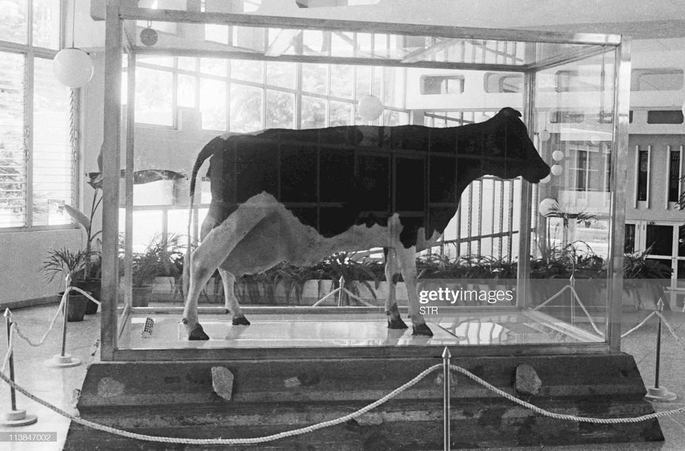 Ubre Blanca, a super vaca que Fidel Castro criou para satisfazer seu vício